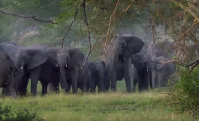 Indonésie: une vétérinaire meurt piétinée par un éléphant